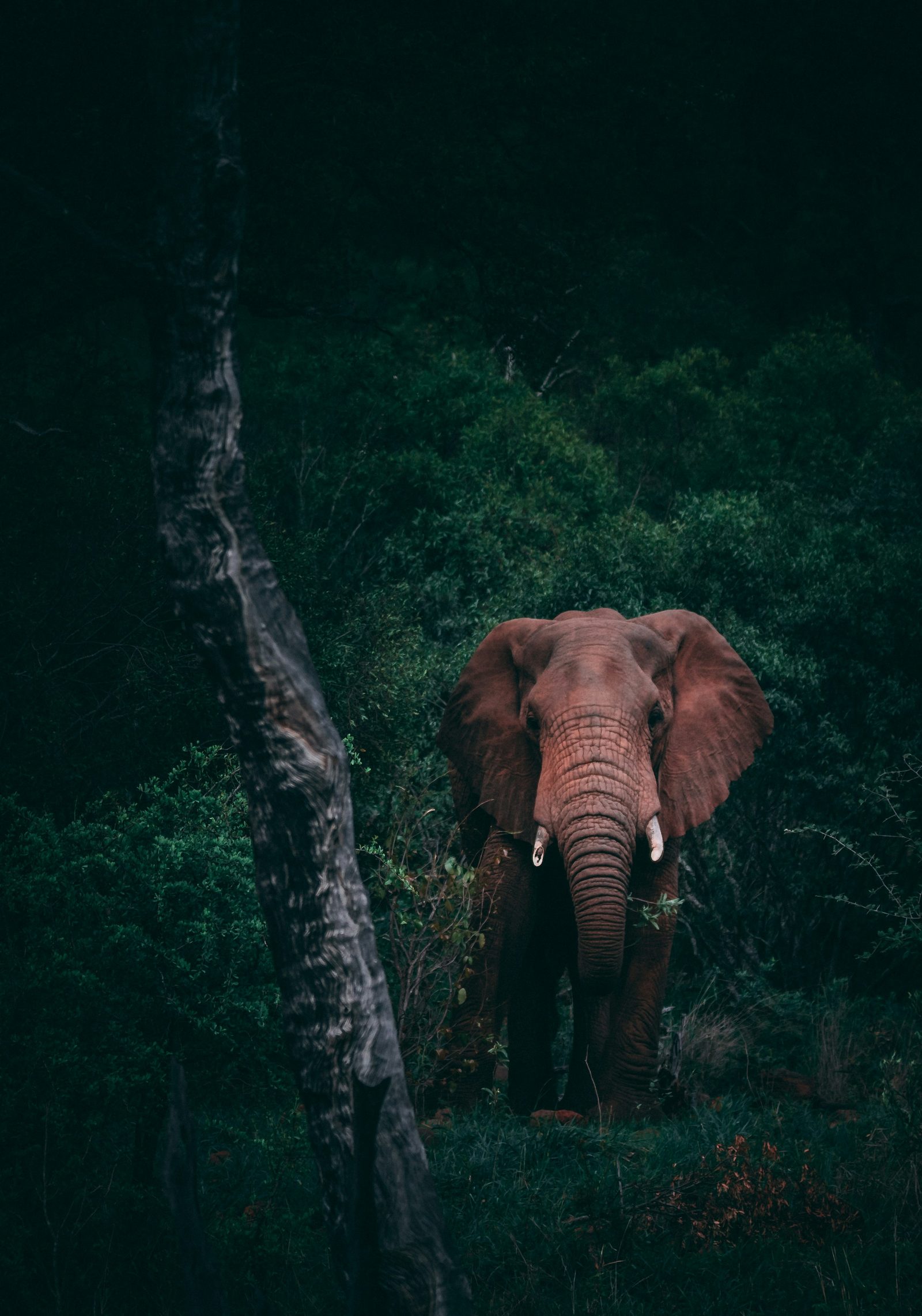 Classic Safari 1