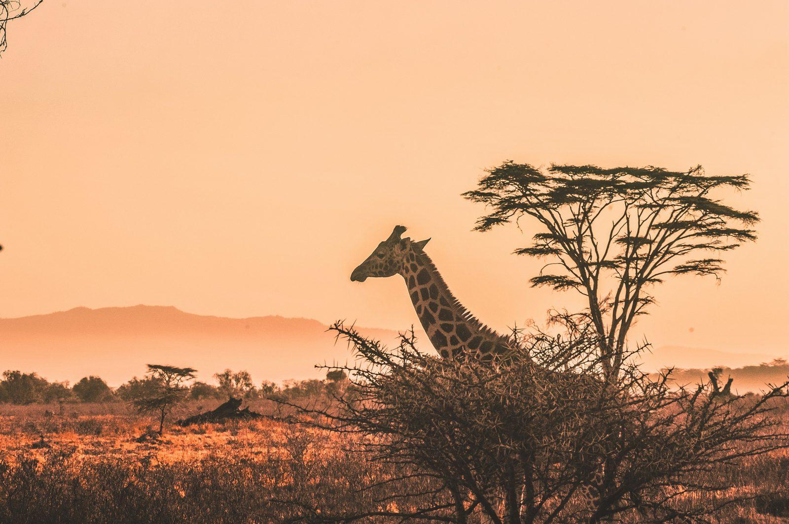 Luxury Safari 1
