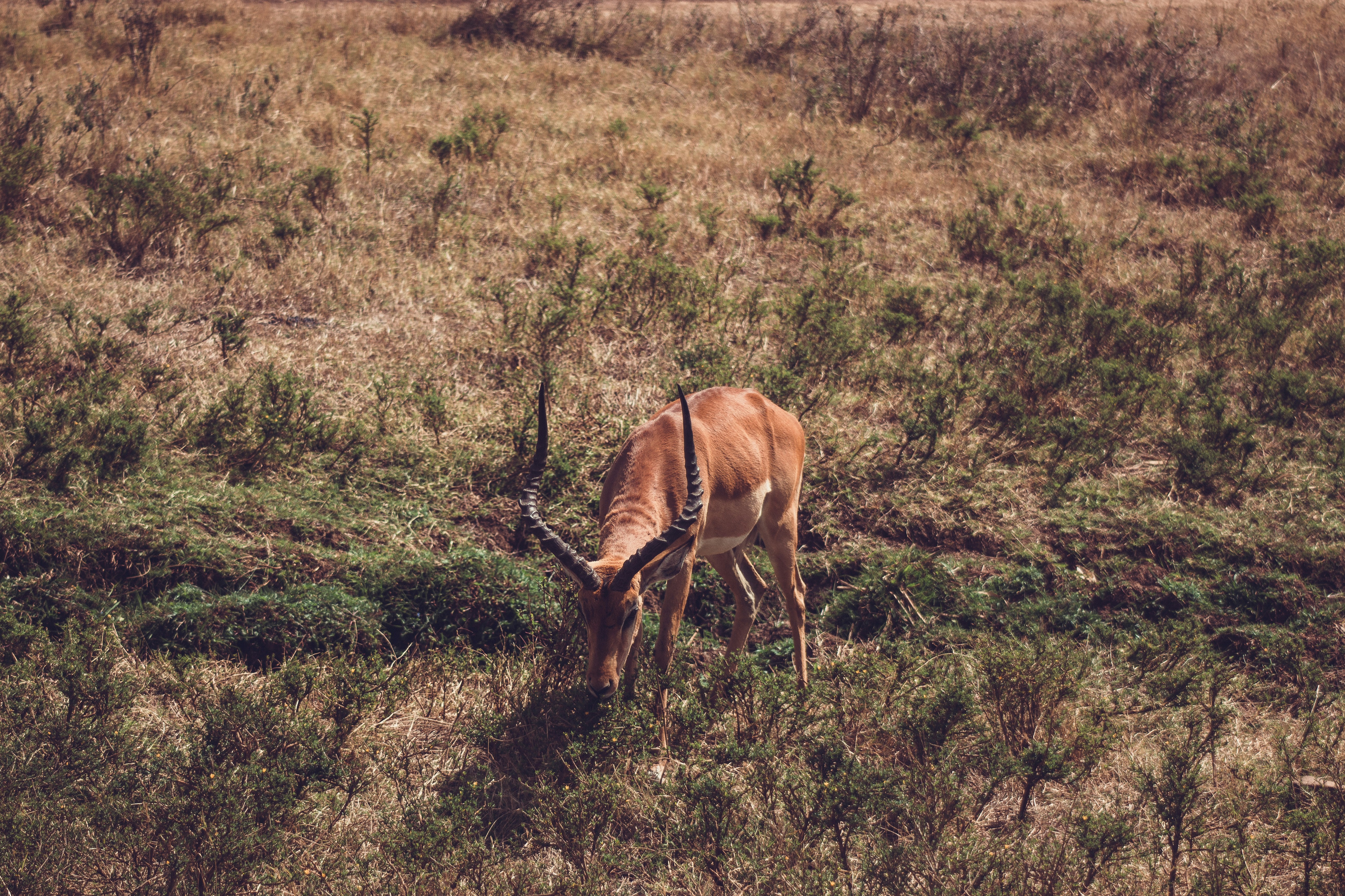 Luxury Safari 3