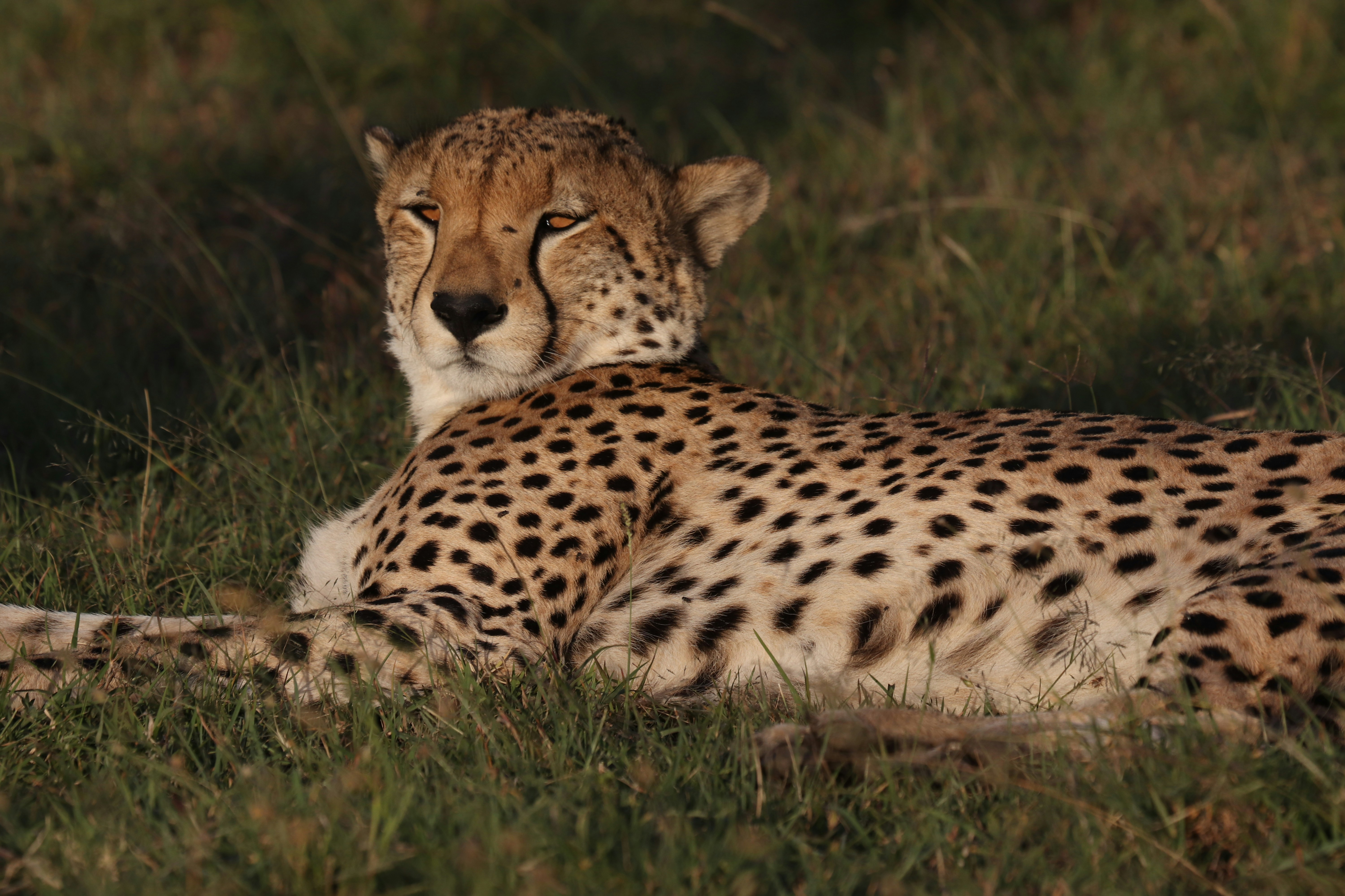 Safari + Zanzibar