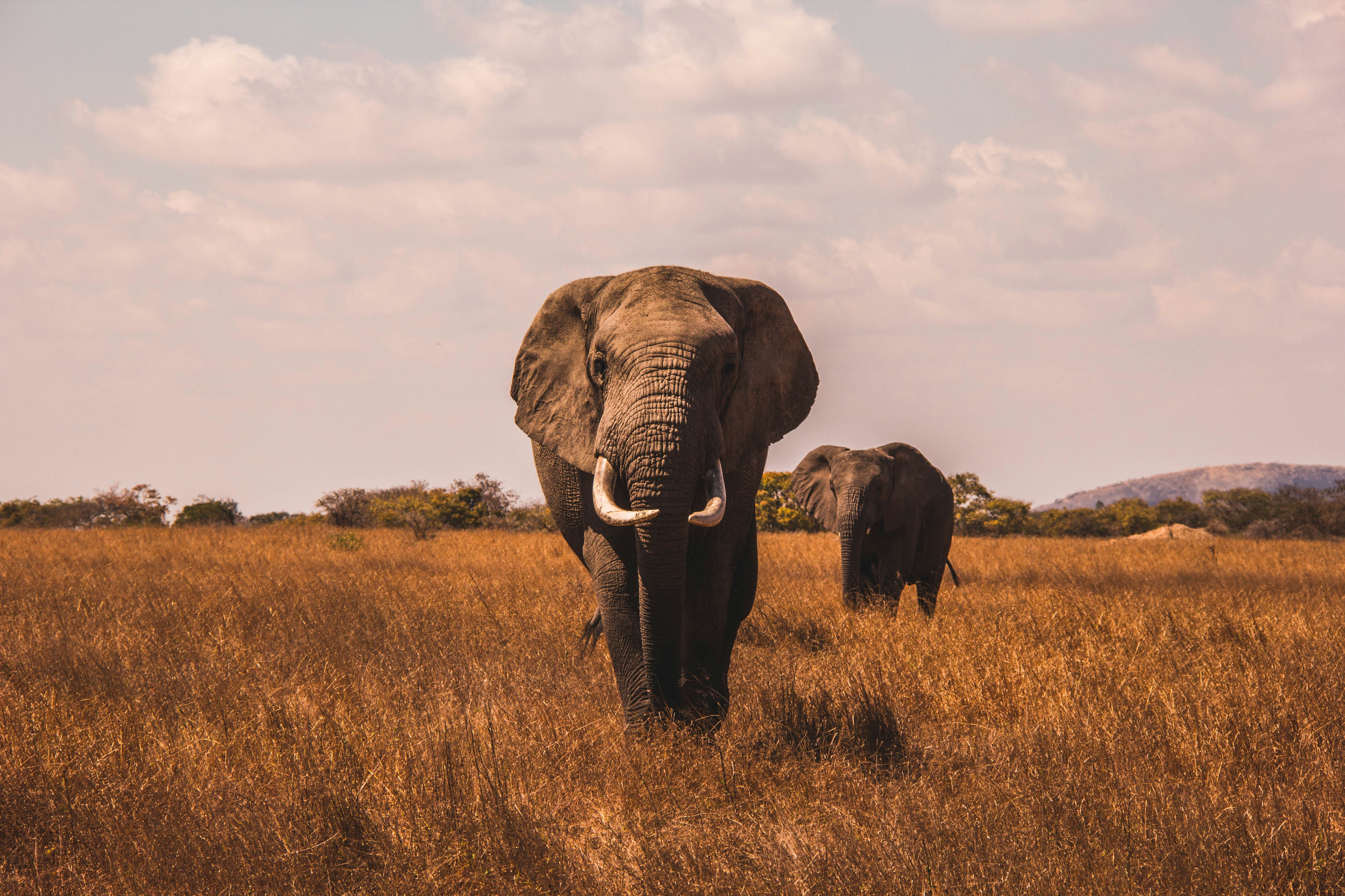 Short Safari 1